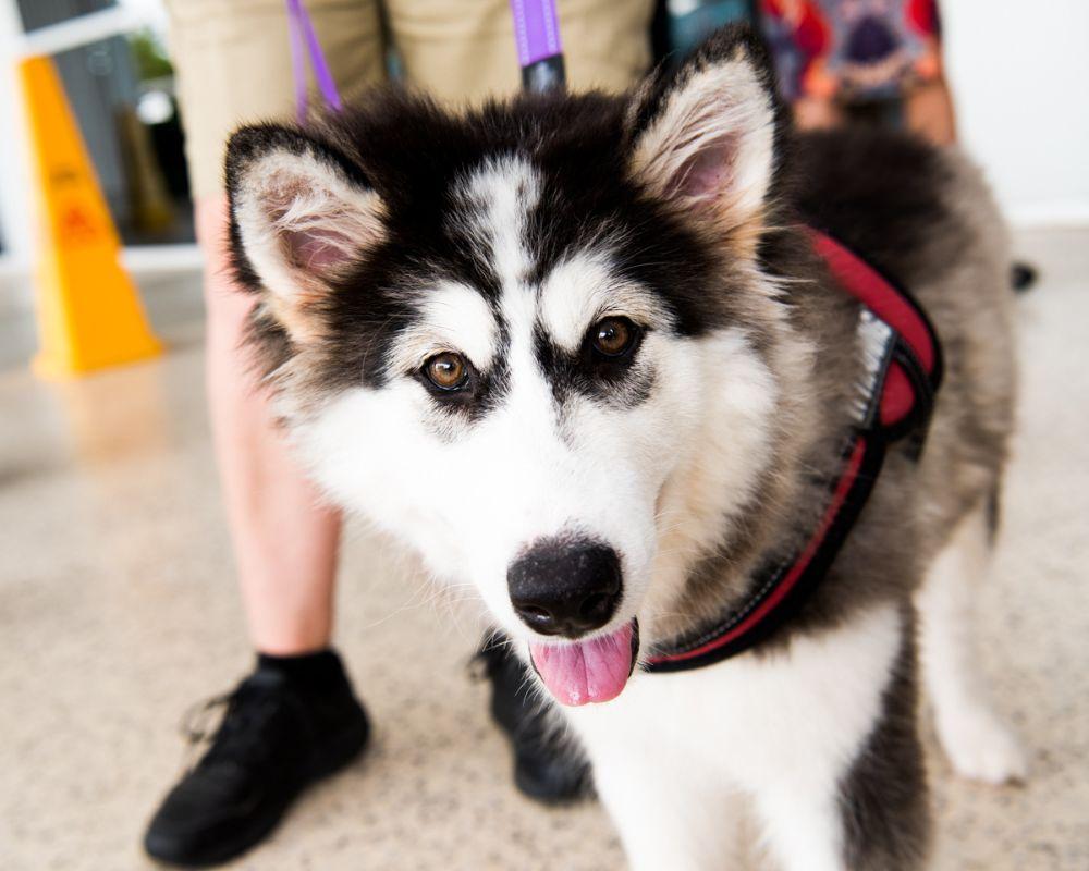 Fluffy black and white support dog wearing a red harness, looking at the camera with its tongue out.